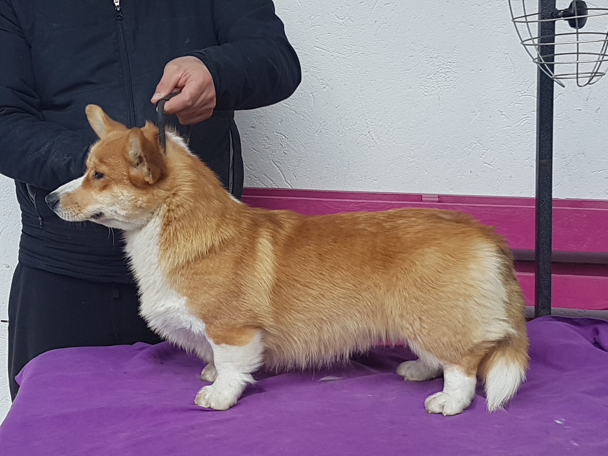 Allevamento Corgi Oracle Kennel vieni a trovarci