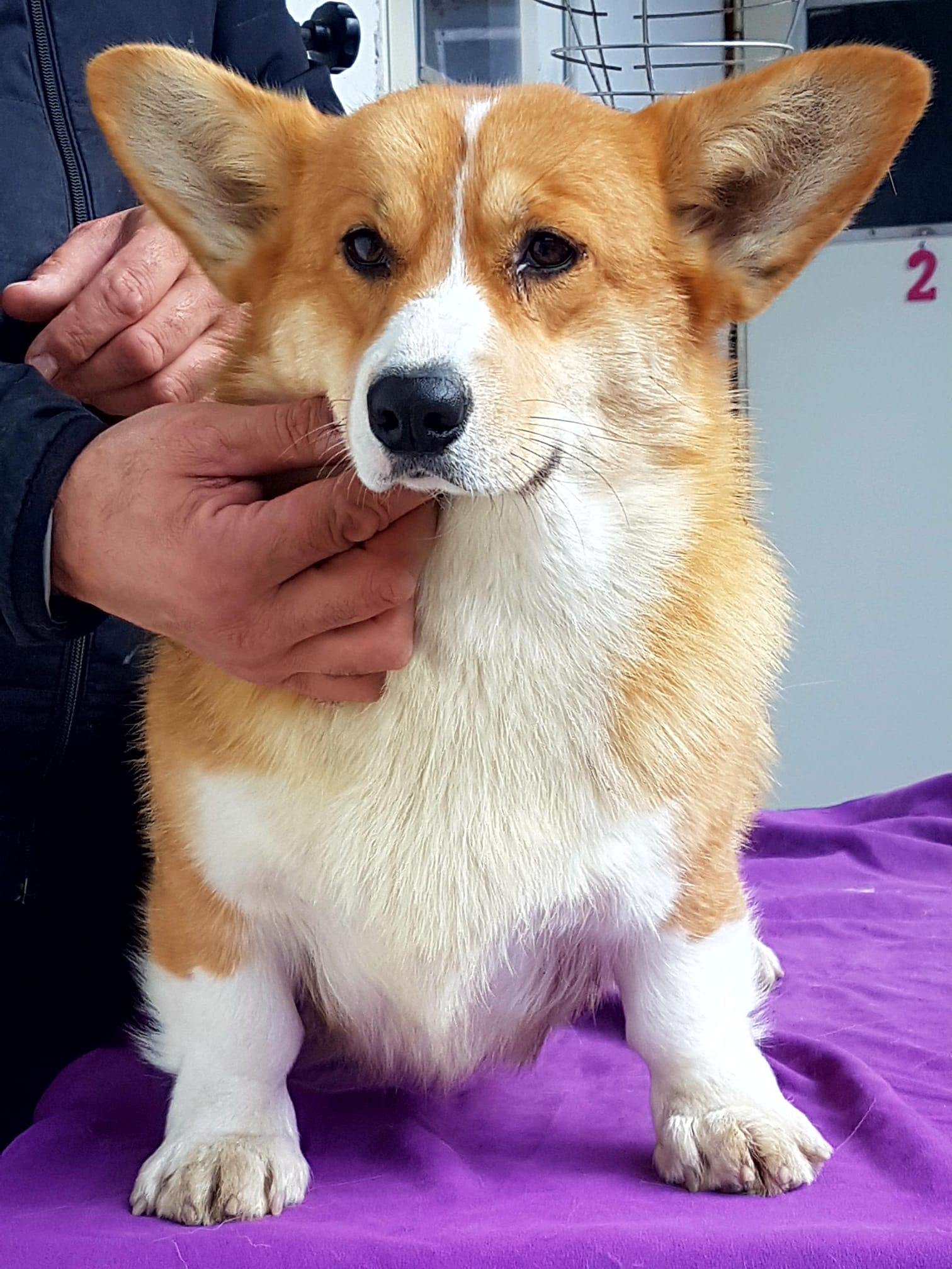 Welsh Corgi Allevamento Oracle Kennel