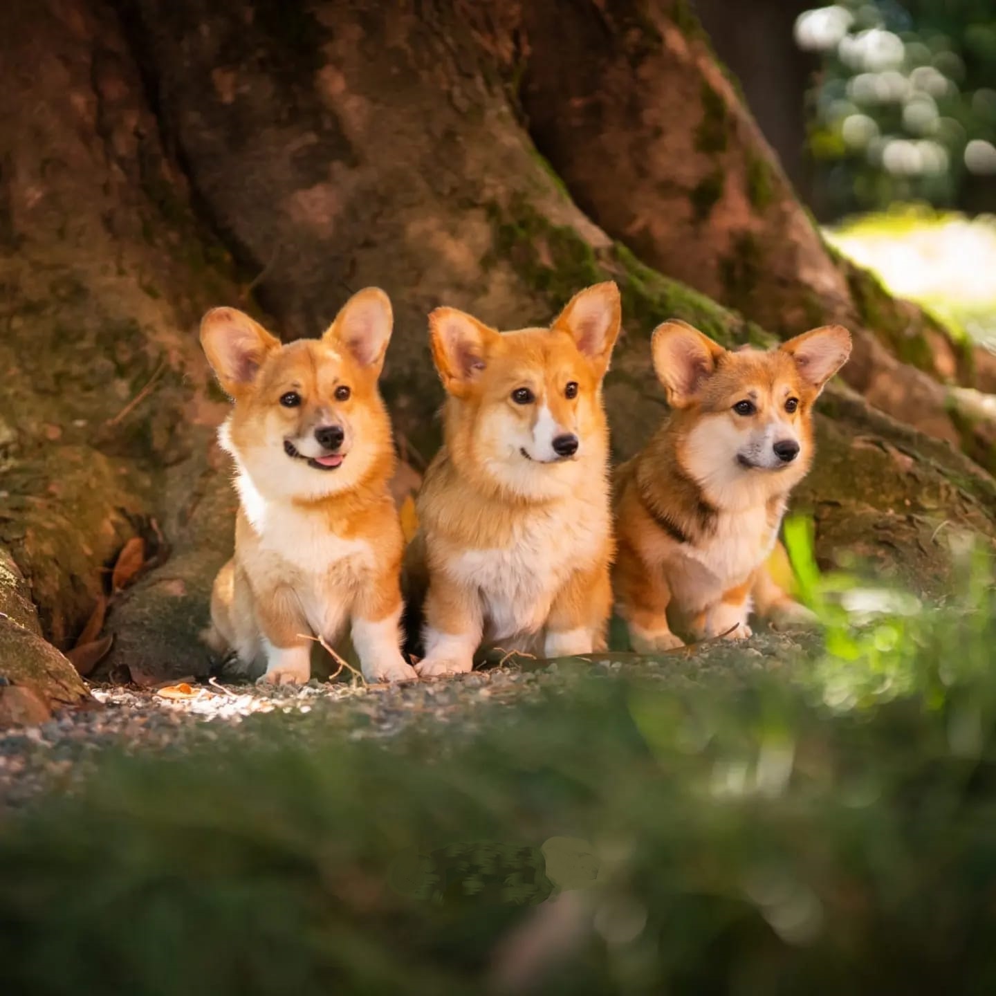 allevamento Corgi Oracle Kennel_Chiusa di San Michele Torino