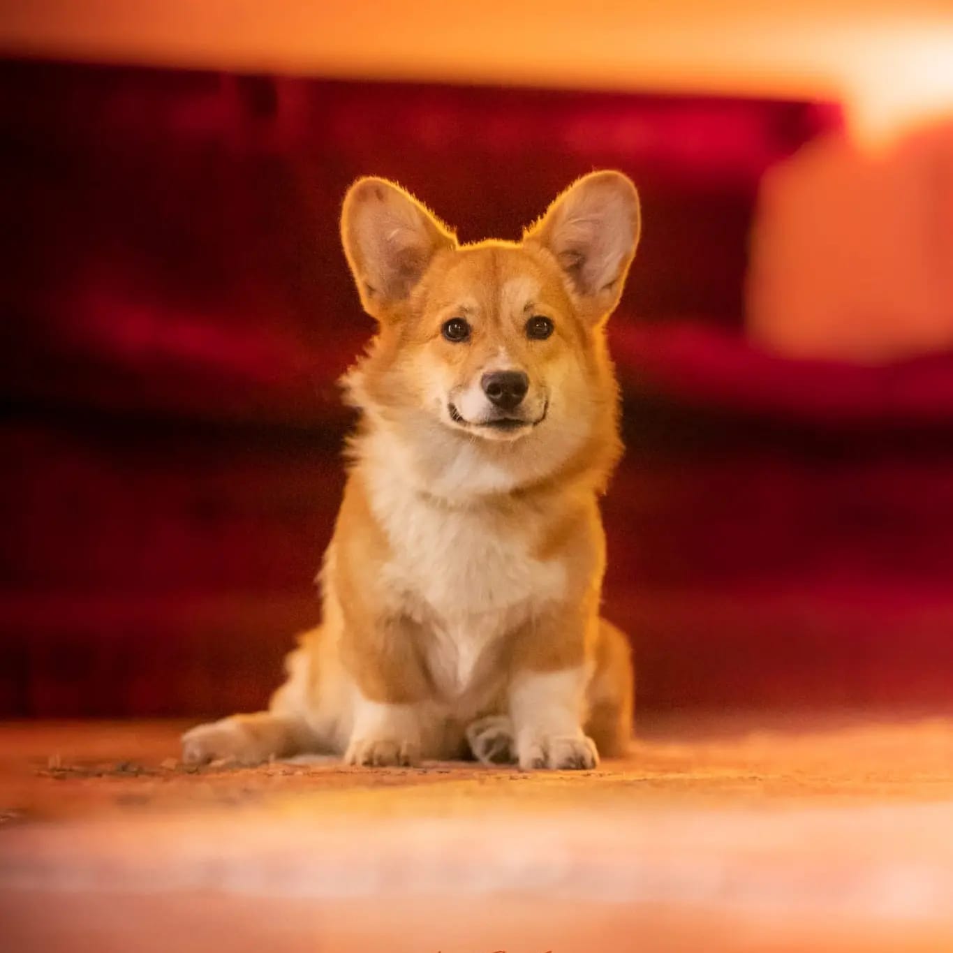 il papà dei nostri cuccioli di Corgi