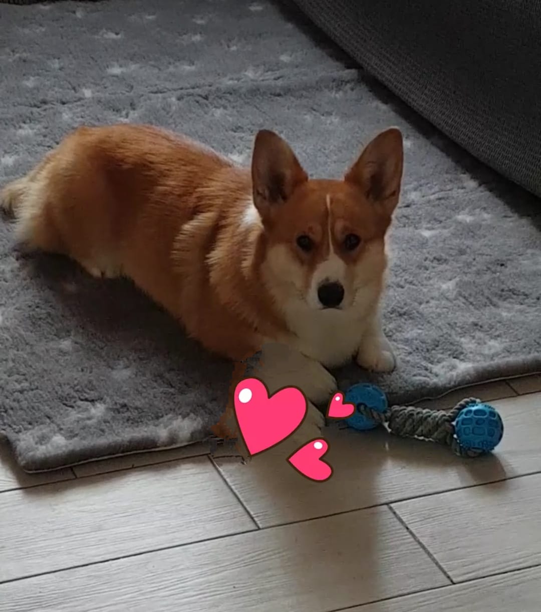 la mamma dei cuccioli allevamento Corgi Oracle Kennel