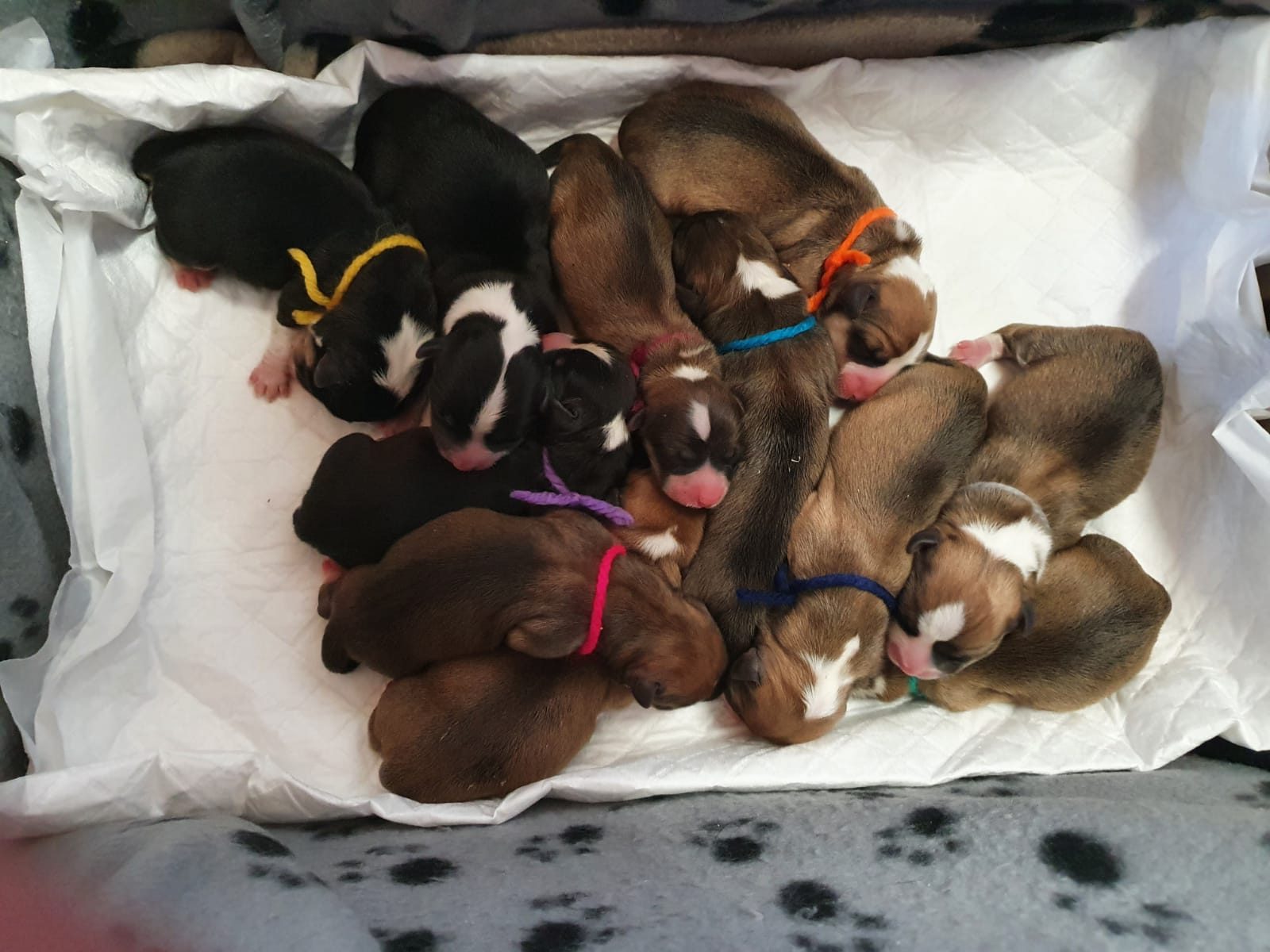 cuccioli di Corgi_Oracle Kennel Vendita cuccioli di Corgi Allevamento Oracle Kennel