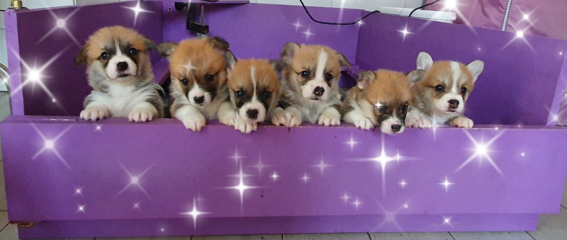 Vendita cuccioli di Corgi Allevamento Oracle Kennel Chiusa di San Michele